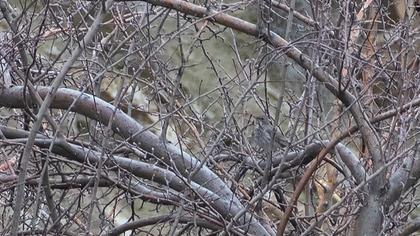 Karagerdanlı ardıç