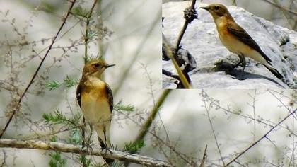 Karakulaklı kuyrukkakan