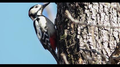 Orman alaca ağaçkakanı