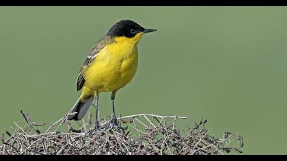 Sarı kuyruksallayan