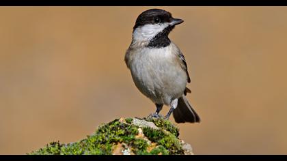 Akyanaklı baştankara