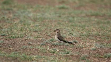 Bataklıkkırlangıcı