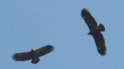 Büyük orman kartalı