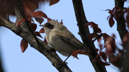 Küçük akgerdanlı ötleğen