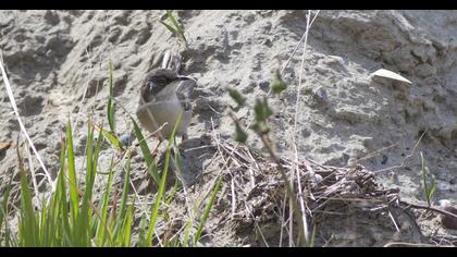Karaboğazlı ötleğen