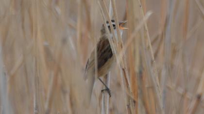 Bıyıklı kamışçın