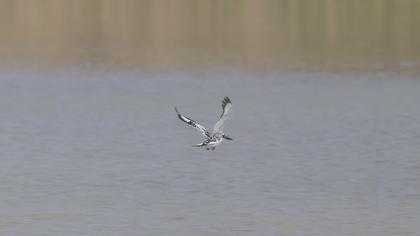 Alaca yalıçapkını