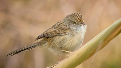 Dikkuyruklu ötleğen