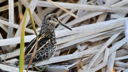 Küçük suçulluğu