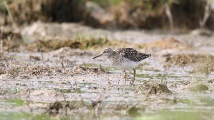 Orman düdükçünü