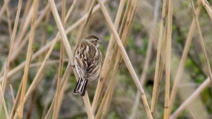 Bataklık Kirazkuşu