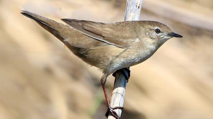 Bataklık kamışçını