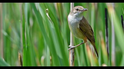 Büyük kamışçın