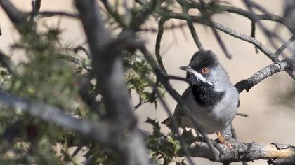 Karaboğazlı ötleğen