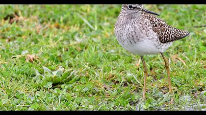 Orman düdükçünü