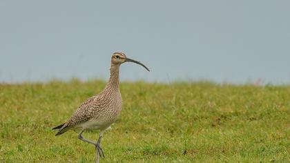 Sürmeli kervançulluğu