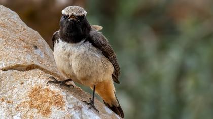 Kızılca kuyrukkakan