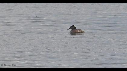 Kızılboyunlu batağan