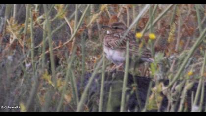 Küçük boğmaklı toygar