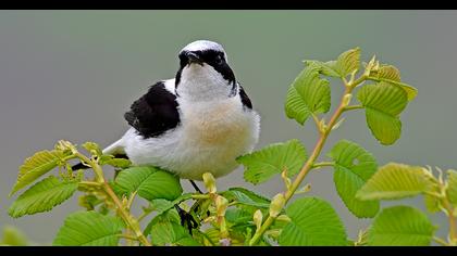 Karakulaklı kuyrukkakan