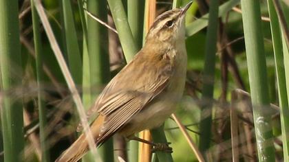 Kındıra kamışçını