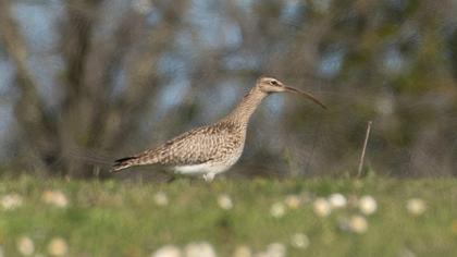 Sürmeli kervançulluğu