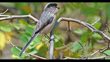 Uzunkuyruklu baştankara