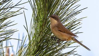 Küçük akgerdanlı ötleğen