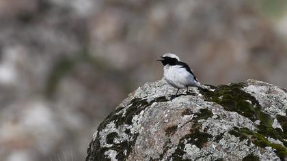 Aksırtlı kuyrukkakan