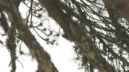 Orman tırmaşıkkuşu