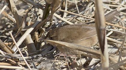 Bataklık kamışçını