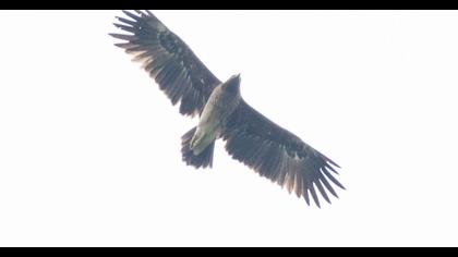 Büyük orman kartalı