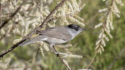Karabaşlı ötleğen