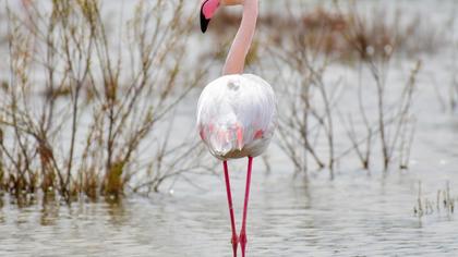 Flamingo