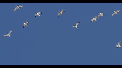 Van gölü martısı