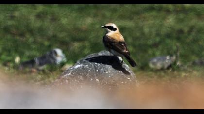 Karakulaklı kuyrukkakan