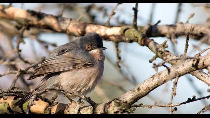 Pembegöğüslü ötleğen