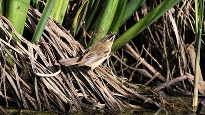 Kındıra kamışçını