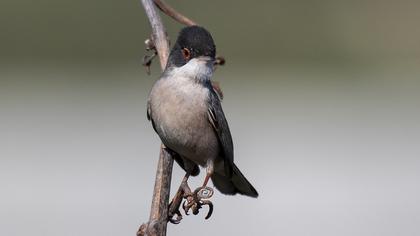 Pembegöğüslü ötleğen