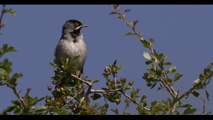 Karaboğazlı ötleğen
