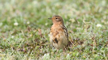 Kızılgerdanlı incirkuşu