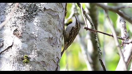 Bahçe tırmaşıkkuşu