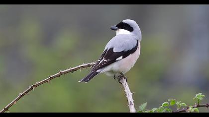 Karaalınlı örümcekkuşu