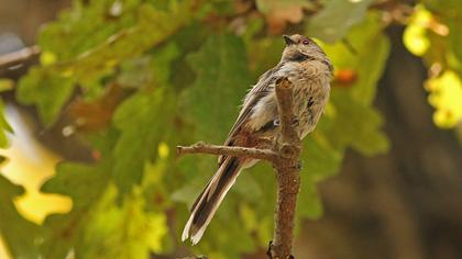 Uzunkuyruklu baştankara