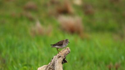 Orman düdükçünü