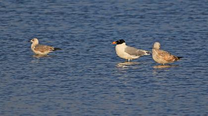 Büyük karabaş martı