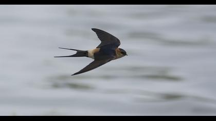 Kızıl kırlangıç