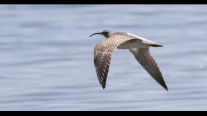 Sürmeli kervançulluğu