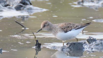 Sarıbacaklı kumkuşu