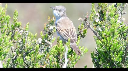 Akgerdanlı ötleğen